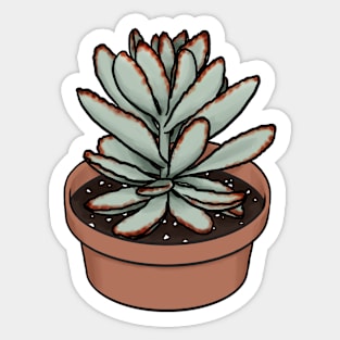 Panda Plant Kalanchoe Tomentosa Succulent Sketch Sticker